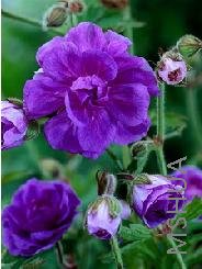 Geranium himalayense 'Plenum'.jpg