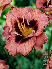 Hemerocallis 'Awesome Blossom'.jpg