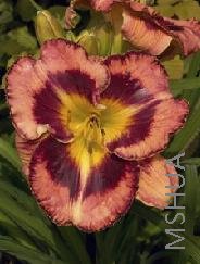 Hemerocallis 'Big City Eye'.jpg