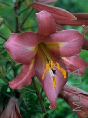 Lilium (Trumpet Type) 'Pink Perfection'.jpg
