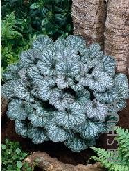 Heuchera 'Saturn'.jpg