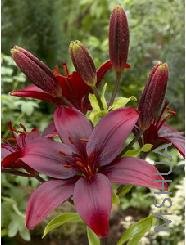 Lilium (Asiatic Type) 'Black Jack'.jpg