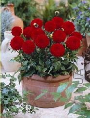 Dahlia 'Bolero'.jpg