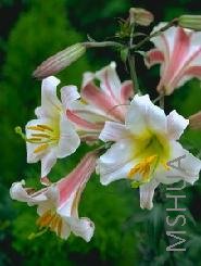 Lilium (Trumpet Type) 'Regale'.jpg