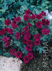 Geranium cinereum 'Purple Pillow'.jpg