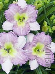 Hemerocallis eleonore.jpg