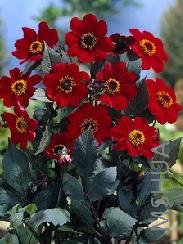 Dahlia Happy Single 'Romeo'.jpg