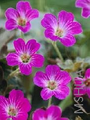 Geranium 'Tanya Rendall'.jpg
