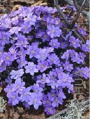 Hepatica transsilvanica 'Blue Jewel'.jpg