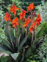 Canna 'Verdi'.jpg