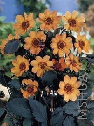 Dahlia Happy Single 'Kiss'.jpg