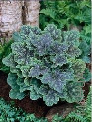 Heuchera 'Mercury'.jpg