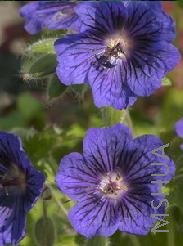 Geranium 'Blue Blood'.jpg