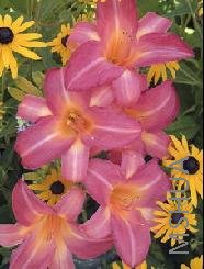 Hemerocallis 'Blueberry Cream'.jpg