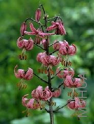 Lilium martagon var. rubrum.jpg