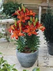 Lilium (Asiatic Type) 'Matrix'.jpg