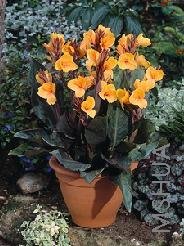 Canna 'Louis Cotton'.jpg