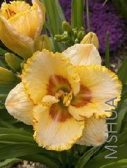 Hemerocallis 'Sixth Sense'.jpg