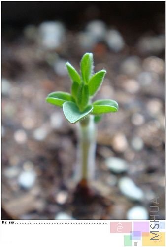 ��һ����ǿ�