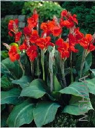Canna 'The President'.jpg