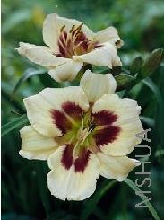 Hemerocallis 'Moonlit Masquerade'.jpg