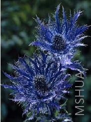 Eryngium 'Blue Jackpot'.jpg