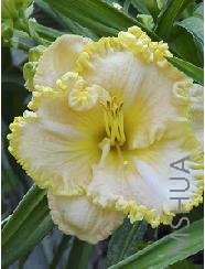 Hemerocallis 'Spacecoast Scrambled'.jpg