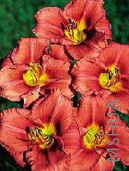 Hemerocallis 'Rosy Returns'.jpg