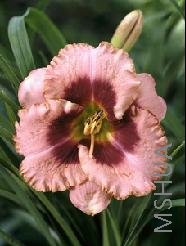 Hemerocallis daring deception.jpg