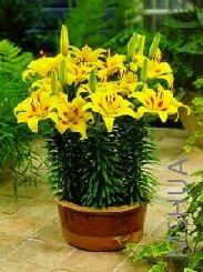 Lilium (Asiatic Type) 'Painted Pixie'.jpg