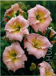 Hemerocallis 'Barbara Mitchell'.jpg
