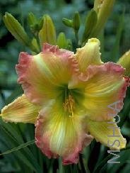 Hemerocallis big smile.jpg