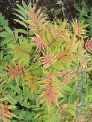 Sorbaria sorbifolia 'Sem'.jpg