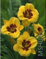 Hemerocallis 'Blackberry Candy'.jpg
