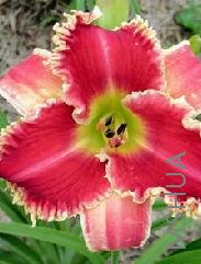 Hemerocallis 'Startle'.jpg