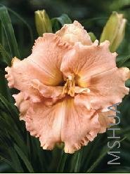 Hemerocallis 'Elizabeth Salter'.jpg