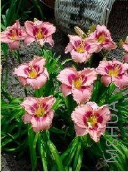 Hemerocallis 'Royal Braid'.jpg