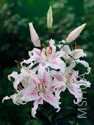 Lilium (Oriental Type) 'Muscadet'.jpg