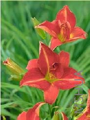 Hemerocallis 'Anzac'.jpg