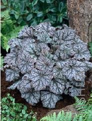 Heuchera 'Mars'.jpg