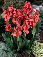 Canna 'Perkeo'.jpg