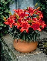 Lilium (Asiatic Type) 'Crimson Pixie'.jpg