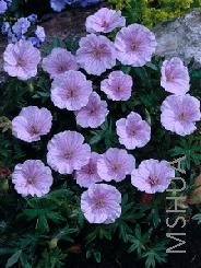 Geranium sanguineum var. striatum.jpg