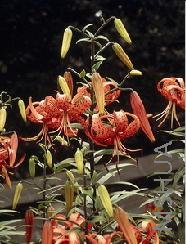 Lilium (Tigrinum Type) Salmon.jpg