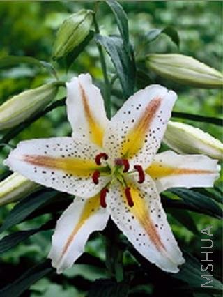 Lilium (Oriental Type) 'Garden Party'.jpg
