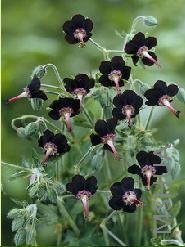 Geranium sinense.jpg