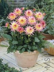Dahlia 'Gipsy'.jpg