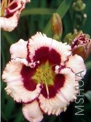 Hemerocallis crystal piont.jpg