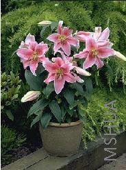 Lilium (Oriental Type) 'Mona Lisa'.jpg