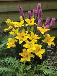Lilium (Asiatic Type) 'Sunray'.jpg